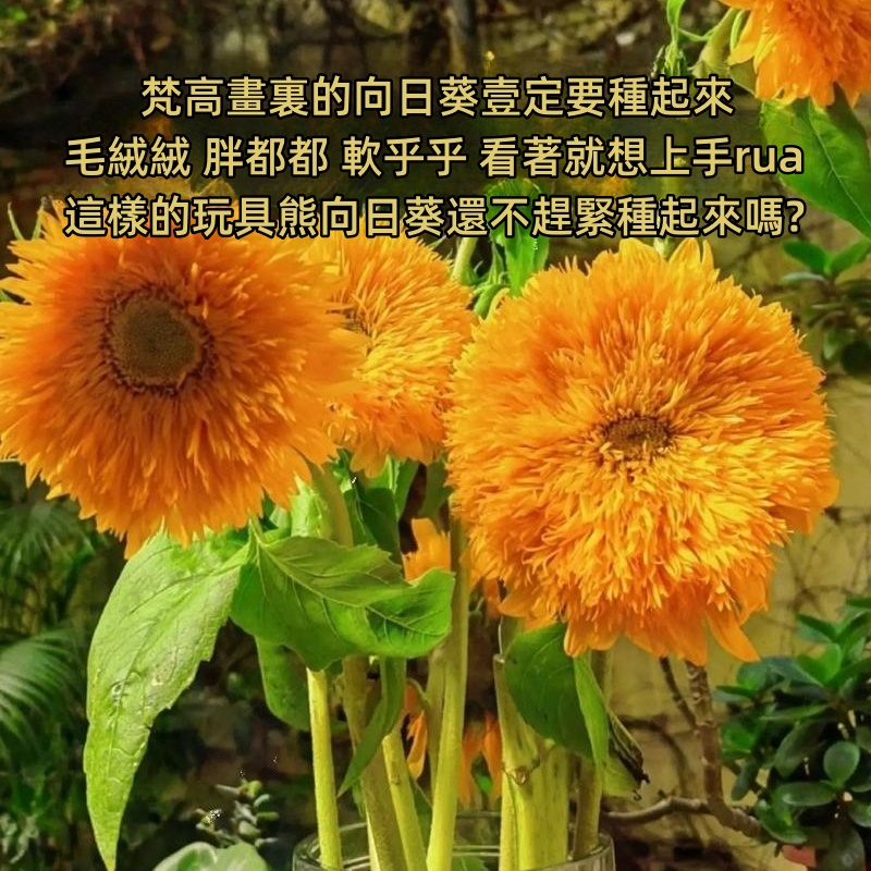向日葵详情图20.jpg