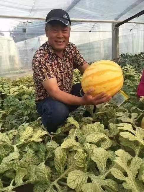 黄皮西瓜详情图3.jpg