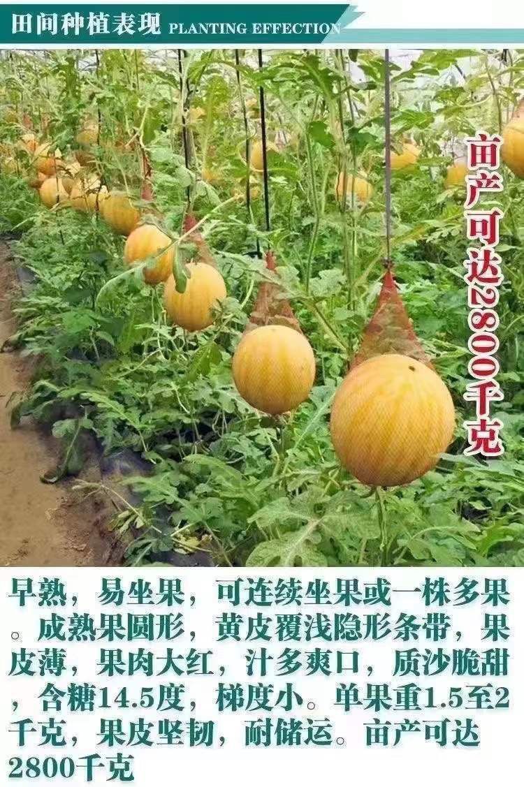黄皮西瓜详情图4.jpg