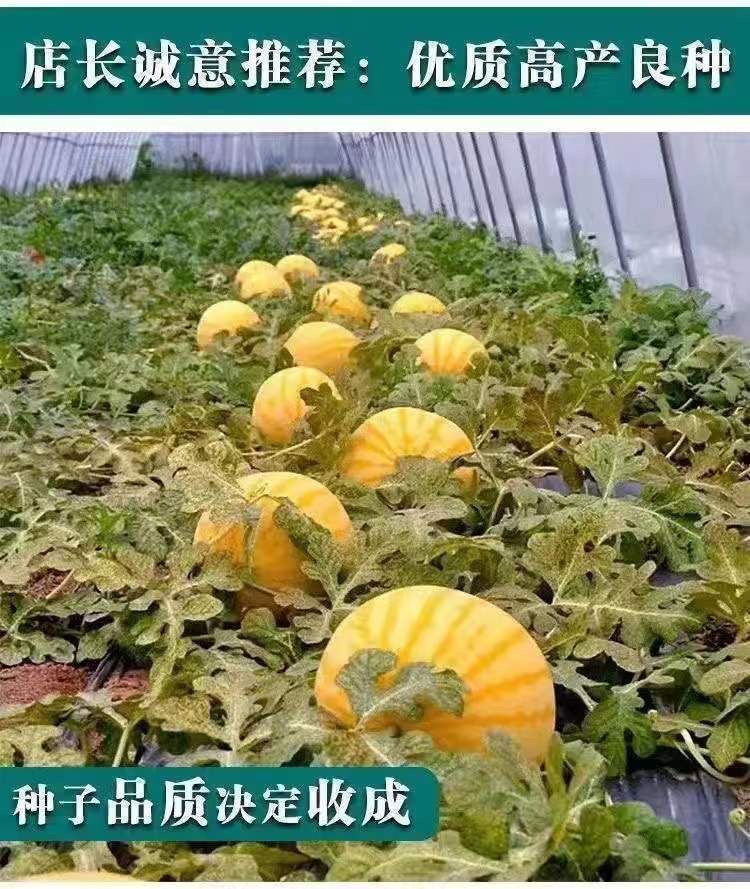 黄皮西瓜详情图5.jpg