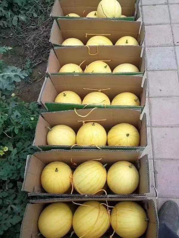 黄皮西瓜详情图8.jpg
