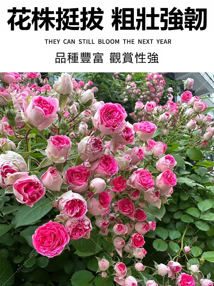 蔷薇花种子详情图2.png