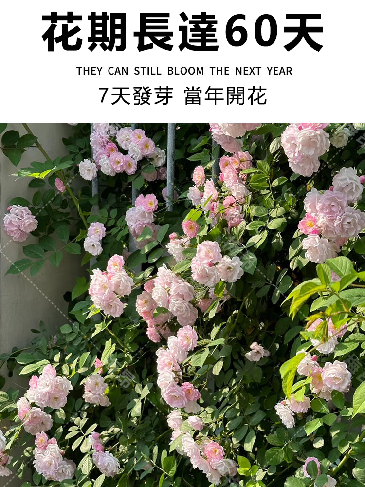 蔷薇花种子详情图3.png