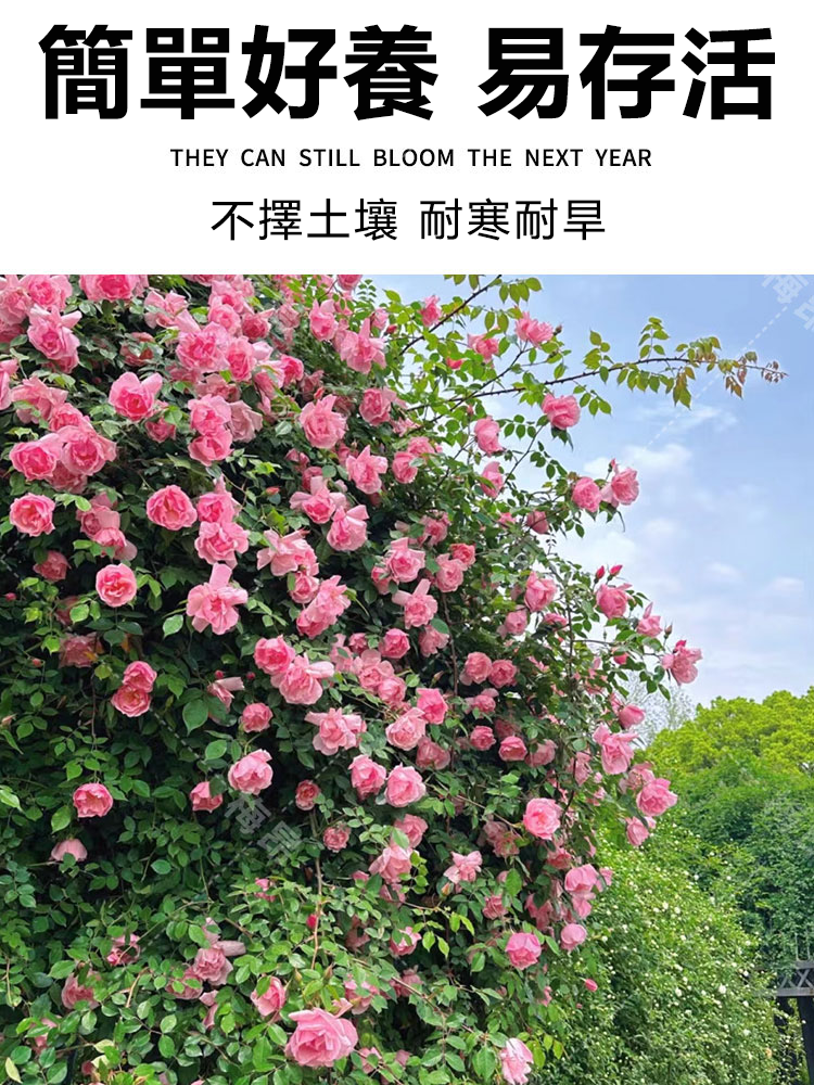 蔷薇花种子详情图4.png