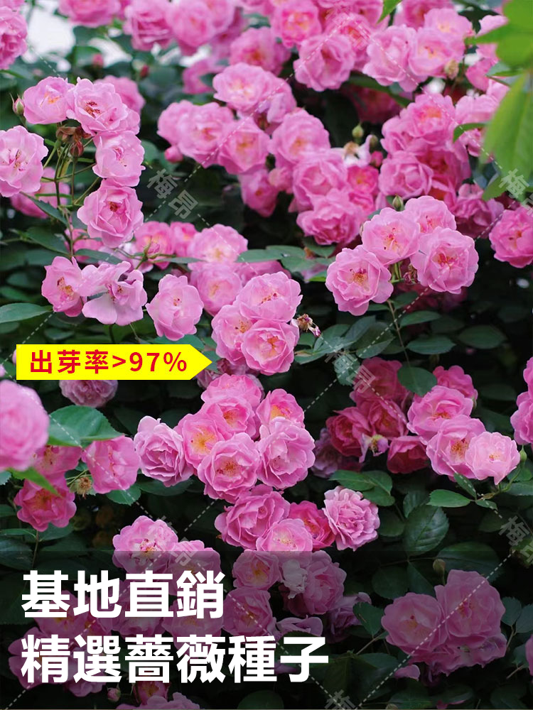 蔷薇花种子详情图5.png