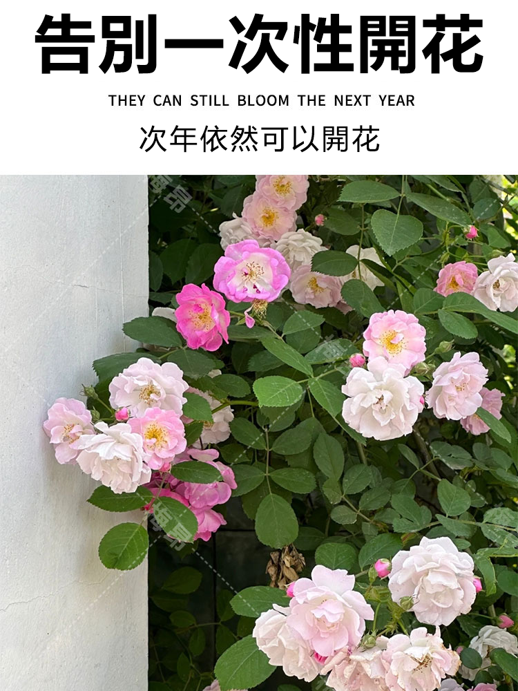 蔷薇花种子详情图6.png
