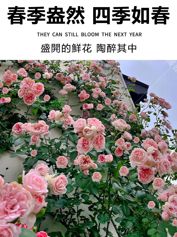 蔷薇花种子详情图7.png