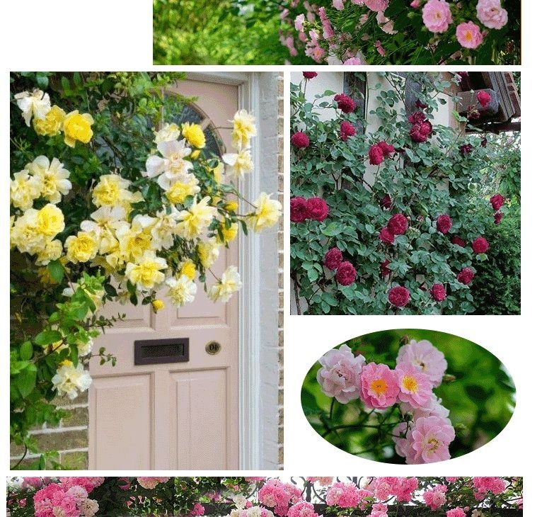 蔷薇花种子详情图11.jpg