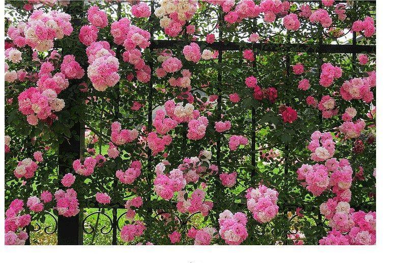 蔷薇花种子详情图12.jpg
