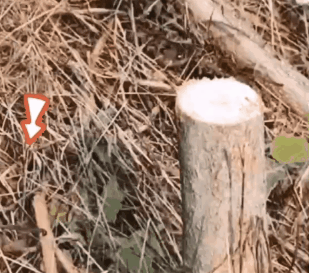 9.gif